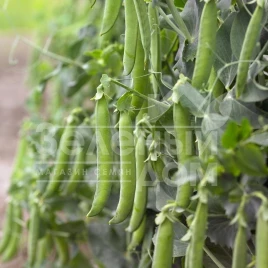 Семена гороха Сабрина / Sabrina купить оптом и в розницу в Украине по выгодной цене