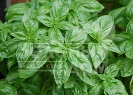 Семена базилика Мистер Барнс / Mister Barns купить оптом и в розницу в Украине по выгодной цене