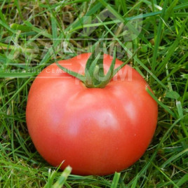 Насіння томатів Торбей F1 / Torbay F1,70-75 днів купити оптом і в роздріб в Україні за вигідною ціною
