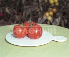 Семена томатов Полфаст  F1 / Polfast F1,54-58 дней купить оптом и в розницу в Украине по выгодной цене