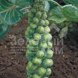 Семена капусты брюссельской Абакус F1 / Abacus F1,110 - 115 дней купить оптом и в розницу в Украине по выгодной цене