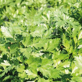Насіння петрушки Піоне / Pione купити оптом і в роздріб в Україні за вигідною ціною