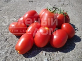 Насіння томату Рекордсмен F1 / Recordsman F1, 115-120 днів купити оптом і в роздріб в Україні за вигідною ціною
