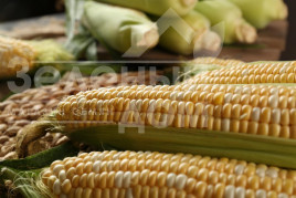 Насіння кукурудзи Ракель F1 / Rakel F1,72-73 дні купити оптом і в роздріб в Україні за вигідною ціною