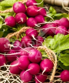 Семена редиса Виола / Viola купить оптом и в розницу в Украине по выгодной цене