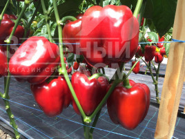 Солодкий перець Ред Дір F1 / Red Dir F1, 65-70 днів купити оптом і в роздріб в Україні за вигідною ціною