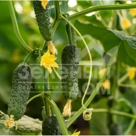Семена огурцов Солют (Абсолют) F1 / Solute (Absolute) F1,35 дней купить оптом и в розницу в Украине по выгодной цене