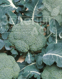 Насіння капусти броколі Белстар F1 / Belstar F1,73-75 днів купити оптом і в роздріб в Україні за вигідною ціною