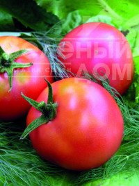 Насіння томатів Настінька / Nastinka, 90-100 днів купити оптом і в роздріб в Україні за вигідною ціною