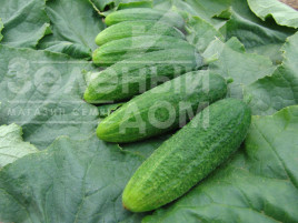 Насіння огірків Сантана F1 / Santana F1,47-50 днів купити оптом і в роздріб в Україні за вигідною ціною