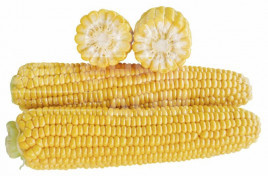 Насіння кукурудзи 1707 F1 / 1707 F1,71 днів купити оптом і в роздріб в Україні за вигідною ціною