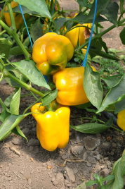 Насіння солодкого перцю Гуалда F1 / Gualda F1 купити оптом і в роздріб в Україні за вигідною ціною