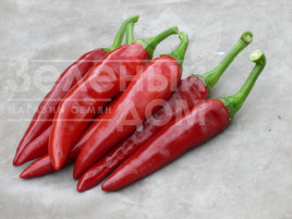 Насіння солодкого перцю Палоташ F1 / Palotash F1, 95-110 днів купити оптом і в роздріб в Україні за вигідною ціною