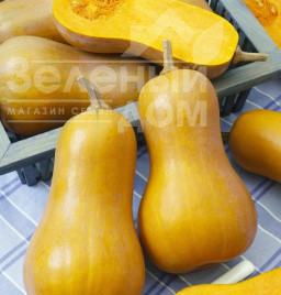 Насіння гарбуза Лаура / Laura,80-90 днів купити оптом і в роздріб в Україні за вигідною ціною