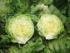 Насіння салату Енсамбл / Ensamble купити оптом і в роздріб в Україні за вигідною ціною