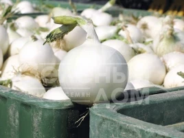 Лук репчатый Вайт Винг F1 / White Wing F1,95 дней купить оптом и в розницу в Украине по выгодной цене