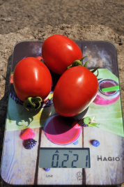 Насіння томатів Салерно F1 / Salerno F1, 110-115 днів купити оптом і в роздріб в Україні за вигідною ціною