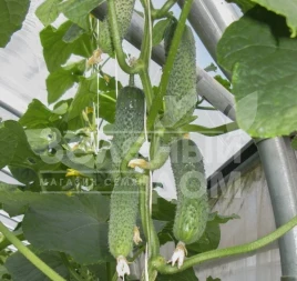 Семена огурцов Евро пик F1 / Euro pick F1,40-45 дней купить оптом и в розницу в Украине по выгодной цене