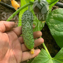 Насіння огірків Фрайзер F1 / Frayzer F1, 33-37 днів купити оптом і в роздріб в Україні за вигідною ціною