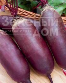 Насіння буряка Атаман / Ataman купити оптом і в роздріб в Україні за вигідною ціною