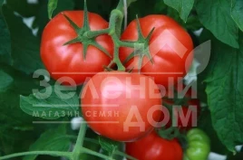 Семена томатов Леонероссо F1 / Leonerosso F1,100-110 дней купить оптом и в розницу в Украине по выгодной цене