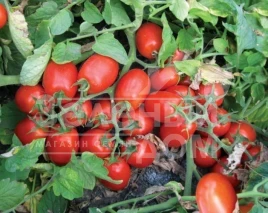 Семена томатов 3402 F1 / 3402 F1,110 дней купить оптом и в розницу в Украине по выгодной цене