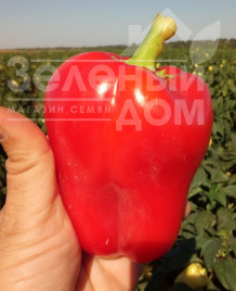 Насіння солодкого перцю Фіджі F1 / Fidzhi F1,62-65 днів купити оптом і в роздріб в Україні за вигідною ціною