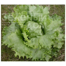 Насіння салату Мініко / Miniko купити оптом і в роздріб в Україні за вигідною ціною