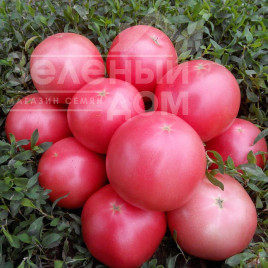 Насіння томатів Пінк Світнес F1 / Pink Svitnes F1, 85 днів купити оптом і в роздріб в Україні за вигідною ціною