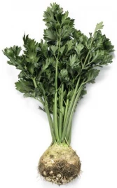 Семена сельдерея Мерга / Merga купить оптом и в розницу в Украине по выгодной цене