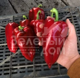 Семена сладкого перца Навигатор F1 / Navigator F1,67-70 дней купить оптом и в розницу в Украине по выгодной цене