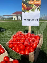 Семена томатов Кендрас F1 / Kendras F1,110--115 дней купить оптом и в розницу в Украине по выгодной цене