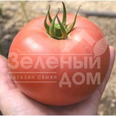 Семена томатов ТС 02-0857 F1 / ТS 02-0857 F1 купить оптом и в розницу в Украине по выгодной цене