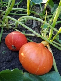Насіння гарбуза Оранж Саммер F1 / Orange Summer F1, 75-80 днів купити оптом і в роздріб в Україні за вигідною ціною