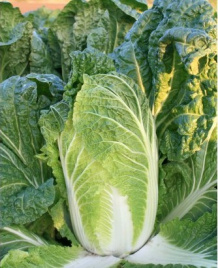 Насіння капусти пекінської К'юстар F1 / Questar F1,55 днів купити оптом і в роздріб в Україні за вигідною ціною