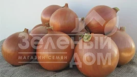 Лук репчатый Бриджер F1 / Bridger F1, 270-280 дней купить оптом и в розницу в Украине по выгодной цене