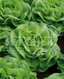 Семена салата Брайтон / Brighton купить оптом и в розницу в Украине по выгодной цене