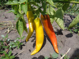 Насіння гіркого перцю Хуеро F1 / Huero F1 купити оптом і в роздріб в Україні за вигідною ціною
