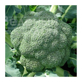 Насіння капусти броколі Стромболі F1 / Stromboli F1 купити оптом і в роздріб в Україні за вигідною ціною