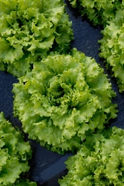 Семена салата Кайпира / Caipira купить оптом и в розницу в Украине по выгодной цене