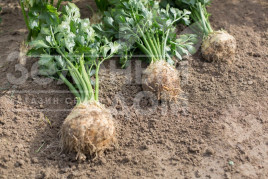 Насіння селери Отаго / Otago купити оптом і в роздріб в Україні за вигідною ціною