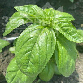 Насіння базиліка Грін Дом / Grin Dom купити оптом і в роздріб в Україні за вигідною ціною