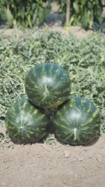 Арбуз Мини Лав F1 / Mini Love F1, 55-60 дней купить оптом и в розницу в Украине по выгодной цене