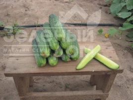 Семена огурцов Гектор F1 / Hektor F1,40-43 дня купить оптом и в розницу в Украине по выгодной цене
