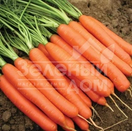 Семена моркови Карруба F1 / Carruba F1,100-105 дней купить оптом и в розницу в Украине по выгодной цене