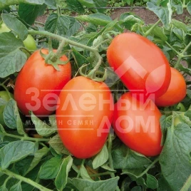 Семена томатов Галилея F1 / Galilea F1,70-75 дней купить оптом и в розницу в Украине по выгодной цене