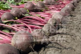 Семена свеклы Боро F1 / Boro F1,115 дней купить оптом и в розницу в Украине по выгодной цене