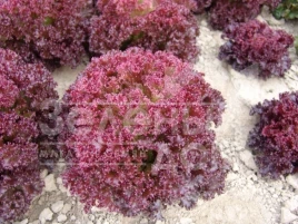 Семена салата Николай / Nikolay,60-70 дней купить оптом и в розницу в Украине по выгодной цене