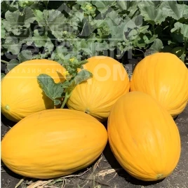 Семена дыни Вифак F1 / Wifak F1, 65–70 дней купить оптом и в розницу в Украине по выгодной цене