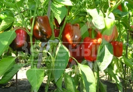 Семена сладкого перца Антей / Antey купить оптом и в розницу в Украине по выгодной цене